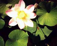 Pink Lotus